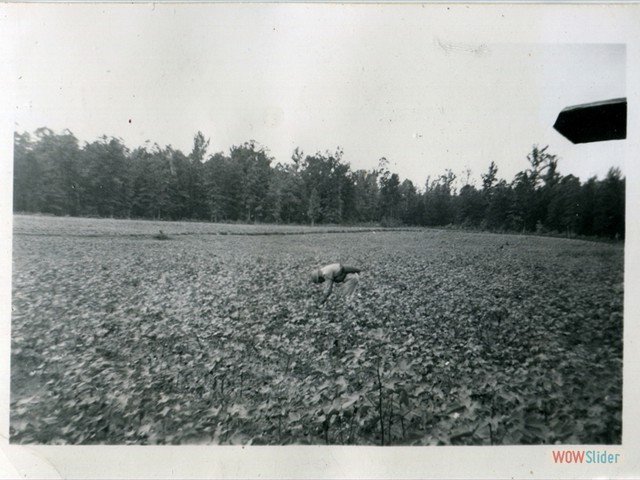 Louisiana Maneuvers 010 - A cotton field about 2 mi from Huttig AR